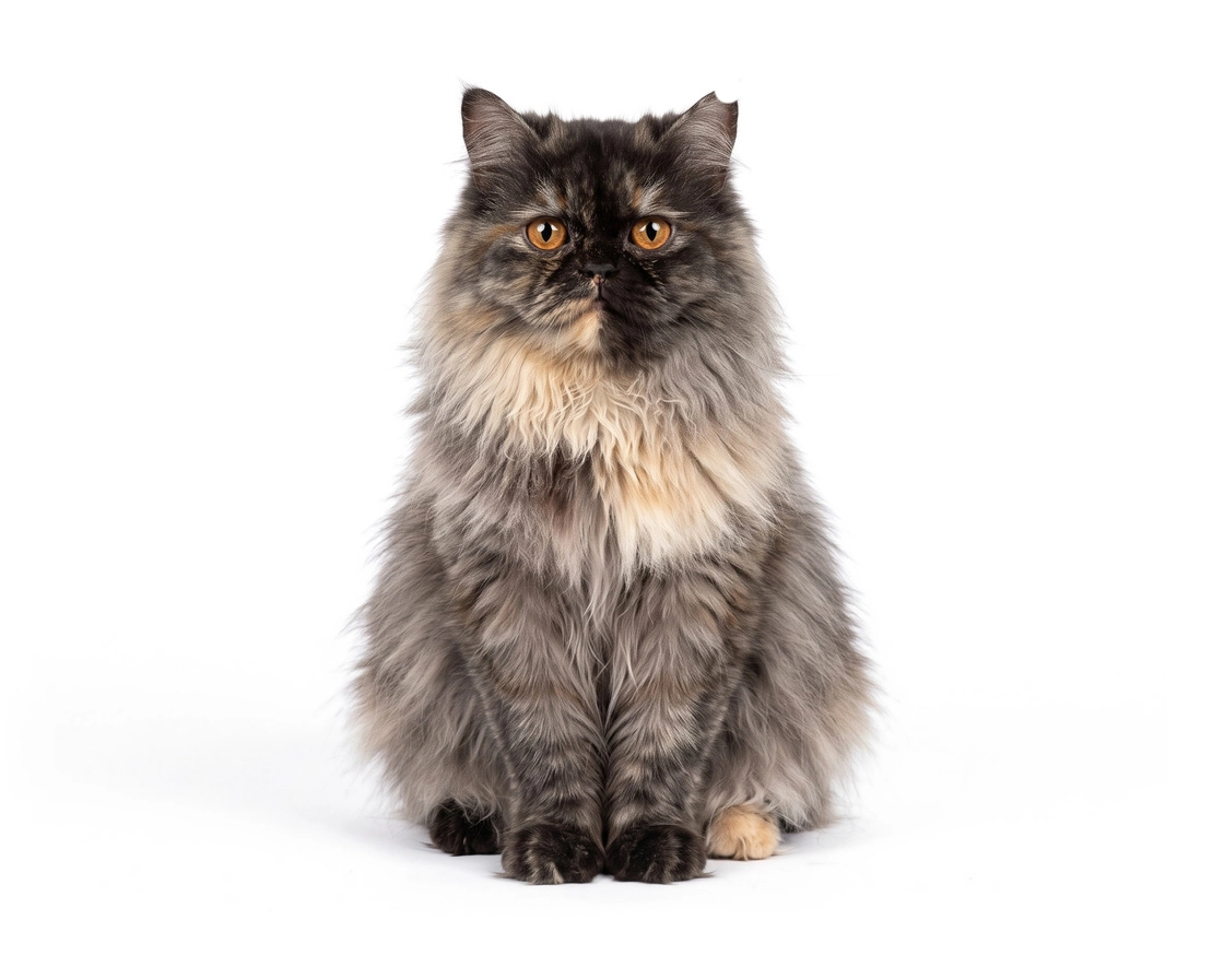 pet